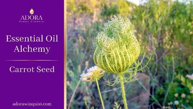 Essential+Oil+Alchemy+Carrot+Seed
