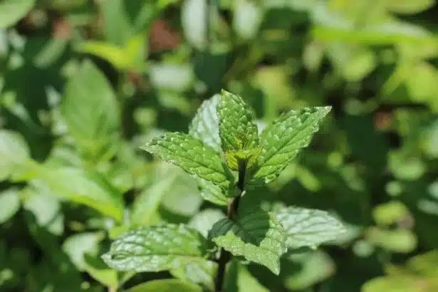 Essential+Oil+Alchemy
