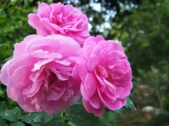 Rose + Otto