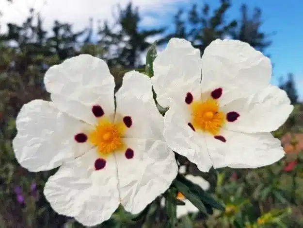 Cistus