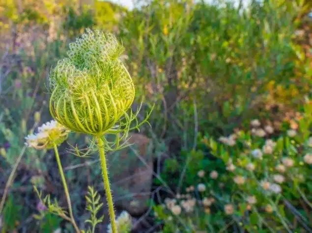 Young Flowers