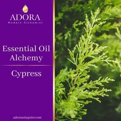 Essential-Oil-Alchemy-Cypress