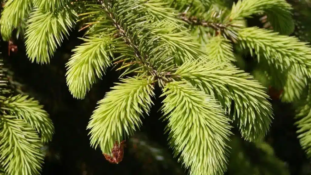 FERN