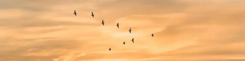 Birds