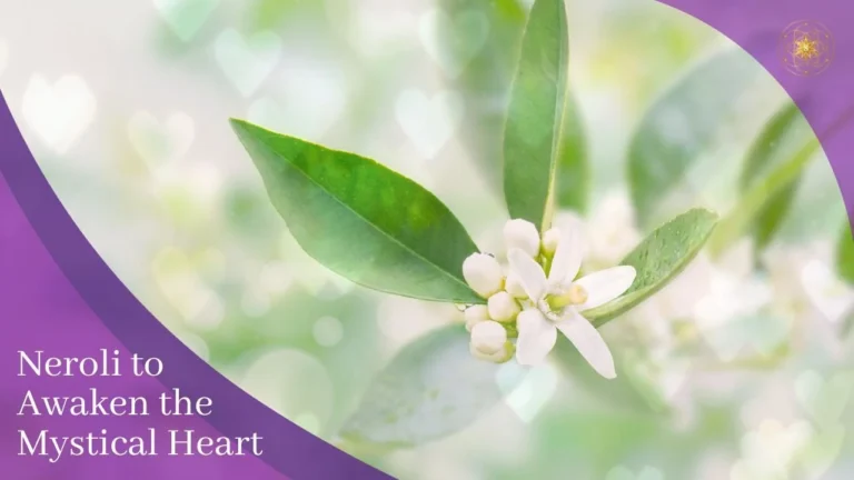 Neroli to Awaken the Mystical Heart
